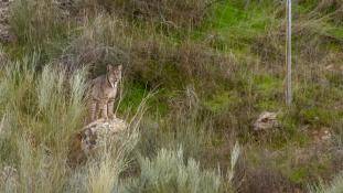 Lynx pardinus - Lynx ibérique - Iberian lynx  (ang) - Lince iberico (sp)