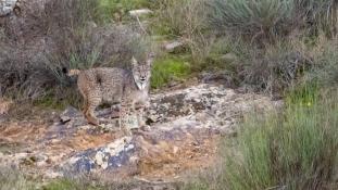 Lynx pardinus - Lynx ibérique - Iberian lynx  (ang) - Lince iberico (sp)