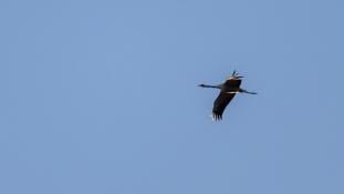 Grus grus - Grue cendrée - Common Crane (ang) - Grulla común (sp)