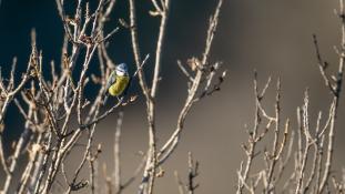 Cyanistes caeruleus - Mésange bleue - Eurasian Blue Tit (ang) - Herrerillo común (sp)