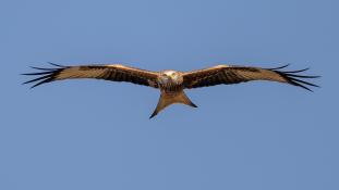 Milvus milvus - Milan royal - Red Kite (ang) - Milano Real (sp)