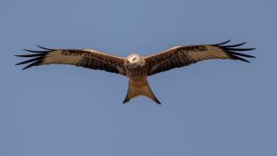 Milvus milvus - Milan royal - Red Kite (ang) - Milano Real (sp)