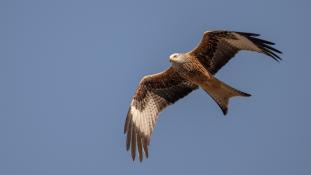 Milvus milvus - Milan royal - Red Kite (ang) - Milano Real (sp)