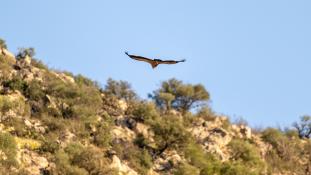 Gyps fulvus - Vautour fauve - Griffon Vulture (ang) - Buitre leonado (sp)