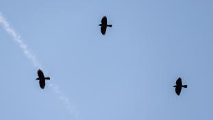 Coloeus monedula - Chouca des tours - Western Jackdaw (ang) - Grajilla occidental (sp)