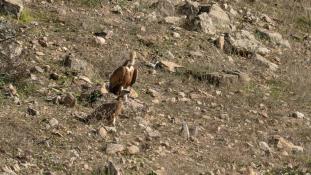 Gyps fulvus - Vautour fauve - Griffon Vulture (ang) - Buitre leonado (sp)