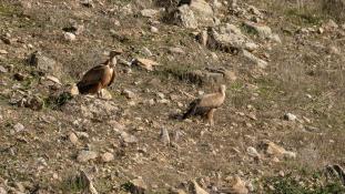 Gyps fulvus - Vautour fauve - Griffon Vulture (ang) - Buitre leonado (sp)