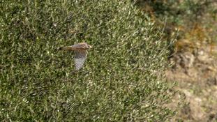 Falco tinnunculus - Faucon crécerelle - Common Kestrel (ang) - Cernícalo Vulgar (sp)