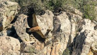 Gyps fulvus - Vautour fauve - Griffon Vulture (ang) - Buitre leonado (sp)