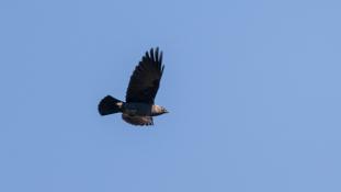 Coloeus monedula - Chouca des tours - Western Jackdaw (ang) - Grajilla occidental (sp)