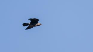 Coloeus monedula - Chouca des tours - Western Jackdaw (ang) - Grajilla occidental (sp)