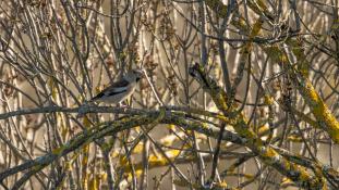 Coccothraustes coccothraustes - Gros-bec casse-noyaux - Hawfinch (ang) - Picogordo común (sp)