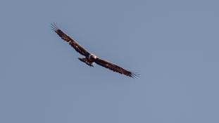 Aquila chrysaetos - Aigle royal - Golden eagle (ang) - Águila real (sp)