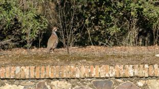 Alectoris rufa - Perdrix rouge - Red-legged Partridge (ang) - Perdiz Roja (sp)