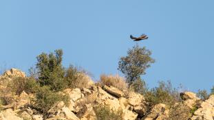 Aquila chrysaetos - Aigle royal - Golden eagle (ang) - Águila real (sp)