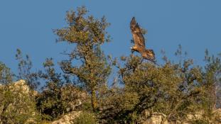 Aquila chrysaetos - Aigle royal - Golden eagle (ang) - Águila real (sp)