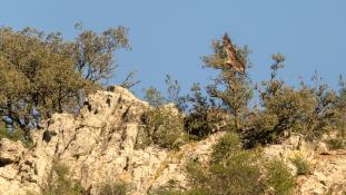 Aquila chrysaetos - Aigle royal - Golden eagle (ang) - Águila real (sp)