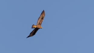 Aquila chrysaetos - Aigle royal - Golden eagle (ang) - Águila real (sp)