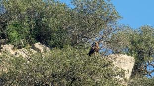 Aquila chrysaetos - Aigle royal - Golden eagle (ang) - Águila real (sp)