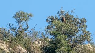 Aquila chrysaetos - Aigle royal - Golden eagle (ang) - Águila real (sp)