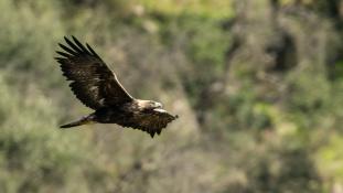 Aquila chrysaetos - Aigle royal - Golden eagle (ang) - Águila real (sp)