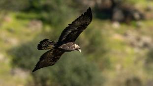 Aquila chrysaetos - Aigle royal - Golden eagle (ang) - Águila real (sp)