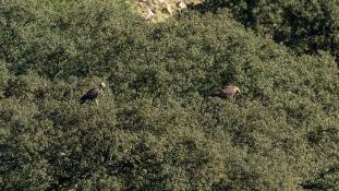 Aquila chrysaetos - Aigle royal - Golden eagle (ang) - Águila real (sp)