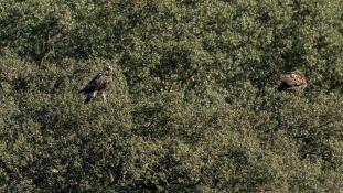 Aquila chrysaetos - Aigle royal - Golden eagle (ang) - Águila real (sp)