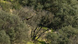 Aquila chrysaetos - Aigle royal - Golden eagle (ang) - Águila real (sp)