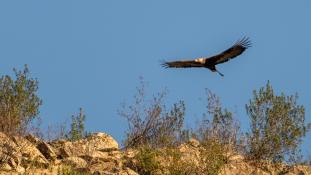 Aquila chrysaetos - Aigle royal - Golden eagle (ang) - Águila real (sp)