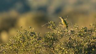 Picus sharpei - Pic de Sharpe - Iberian Green Woodpecker (ang) - Pito real (sp)