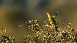 Picus sharpei - Pic de Sharpe - Iberian Green Woodpecker (ang) - Pito real (sp)