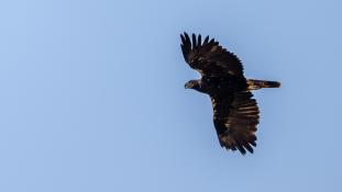 ND-Aquila adalberti - Aigle ibérique - Aguila Imperial Ibérica (sp) - Spanish Imperial Eagle (ang)