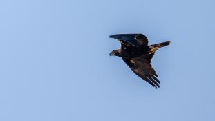 ND-Aquila adalberti - Aigle ibérique - Aguila Imperial Ibérica (sp) - Spanish Imperial Eagle (ang)