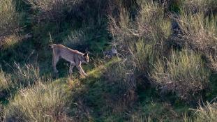 Lynx pardinus - Lynx ibérique - Iberian lynx  (ang) - Lince iberico (sp)