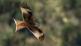 Milvus milvus - Milan royal - Red Kite (ang) - Milano Real (sp)