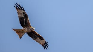 Milvus milvus - Milan royal - Red Kite (ang) - Milano Real (sp)