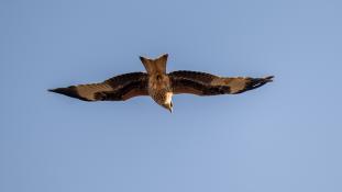 Milvus milvus - Milan royal - Red Kite (ang) - Milano Real (sp)