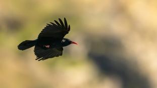 Pyrrhocorax pyrrhocorax - Crave à bec rouge - Red-billed Chough (ang) - Chova piquirroja (sp)