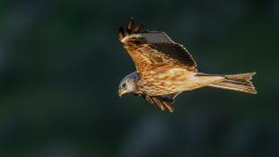 Milvus milvus - Milan royal - Red Kite (ang) - Milano Real (sp)