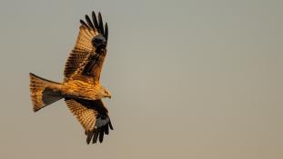 Milvus milvus - Milan royal - Red Kite (ang) - Milano Real (sp)