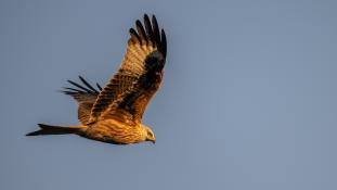 Milvus milvus - Milan royal - Red Kite (ang) - Milano Real (sp)