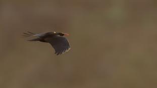 Pyrrhocorax pyrrhocorax - Crave à bec rouge - Red-billed Chough (ang) - Chova piquirroja (sp)