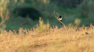 Pica pica - Pie bavarde - Agasse - Eurasian Magpie (ang) - Urraca común (sp)