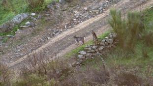 Lynx pardinus - Lynx ibérique - Iberian lynx  (ang) - Lince iberico (sp)