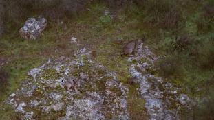 Lynx pardinus - Lynx ibérique - Iberian lynx  (ang) - Lince iberico (sp)