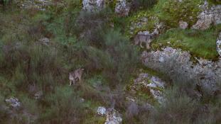 Lynx pardinus - Lynx ibérique - Iberian lynx  (ang) - Lince iberico (sp)