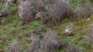 Lynx pardinus - Lynx ibérique - Iberian lynx  (ang) - Lince iberico (sp)