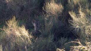 Lynx pardinus - Lynx ibérique - Iberian lynx  (ang) - Lince iberico (sp)