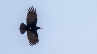 Pyrrhocorax pyrrhocorax - Crave à bec rouge - Red-billed Chough (ang) - Chova piquirroja (sp)